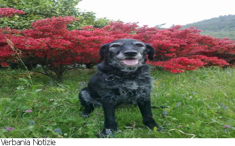 Verbania
VerbaniaBau: Il cane in casa: il cane anziano