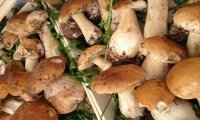 Verbania
Funghi: diventa d'obbligo l'etichetta d'origine