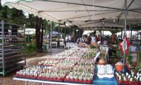 Verbania
“Cactus Folies” 15^ edizione