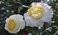 Verbania
Mostra della Camelia 2014