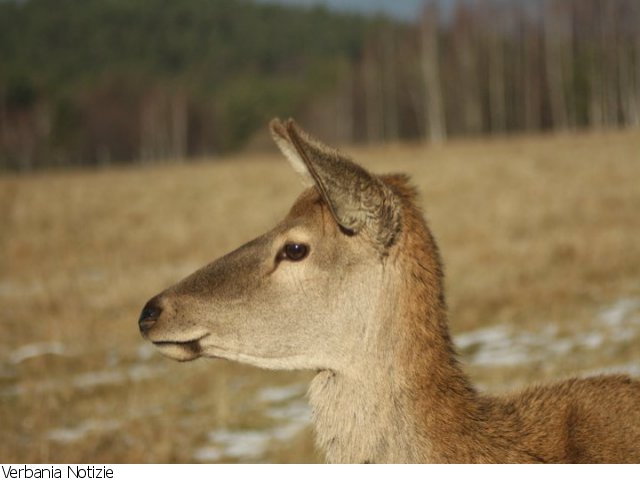 Alla scoperta del cervo
