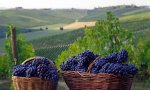 Verbania
Vini locali sempre più diffusi