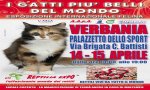 Verbania
Esposizione Internazionale Felina