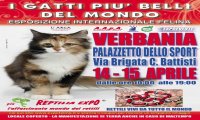Verbania
Esposizione Internazionale Felina