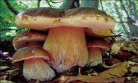 Stresa
Il Fantastico Mondo dei Funghi