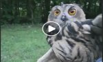 Vogogna
Gufo rimesso in libertà - Video