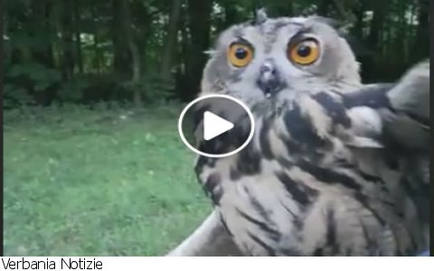 Vogogna
Gufo rimesso in libertà - Video