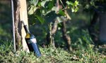 Verbania
Troppe 70 pratiche da vigna a bottiglia