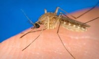 Fuori Provincia
Il fresco riduce le zanzare e il West Nile virus