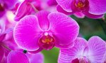 Verbania
Villa Taranto: weekend con le orchidee
