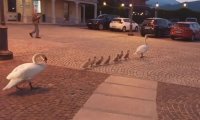 Baveno
Passeggiata di "famiglia" sul lungolago - VIDEO