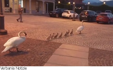 Baveno
Passeggiata di "famiglia" sul lungolago - VIDEO