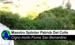 Verbania
Cigno ucciso al San Bernardino - video