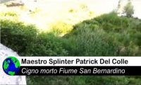 Verbania
Cigno ucciso al San Bernardino - video