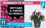 Verbania
AIRC: Azalea della Ricerca
