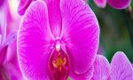 Verbania
Orchidee a Villa Taranto