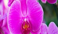 Verbania
Orchidee a Villa Taranto