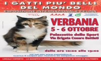Verbania
I Gatti Più Belli del Mondo
