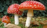 Verbania
Attenzione a raccogliere funghi in luoghi non pertinenti