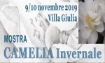 Verbania
XV edizione della Mostra della Camelia Invernale
