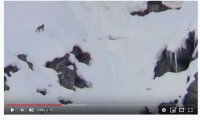 Valstrona
Attacco di lupi in valle Strona - VIDEO