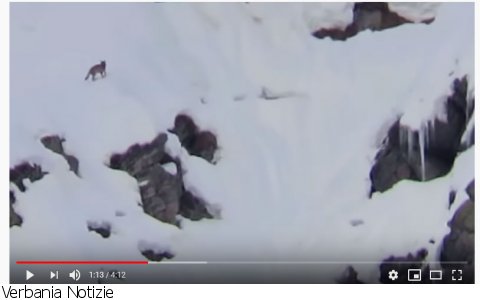 Valstrona
Attacco di lupi in valle Strona - VIDEO