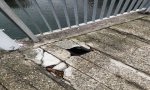 Verbania
Buco sul ponte