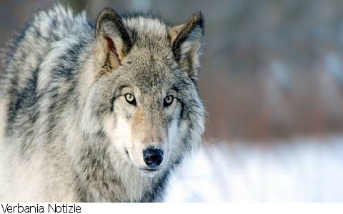 Germagno
Il ritorno del Lupo serata informativa