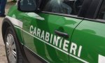 Verbania
Carabinieri Parco Nazionale Val Grande: i dati del 2019