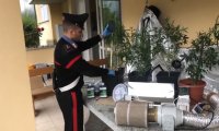 Piedimulera
Trovata altra coltivazione casalinga di Marijuana