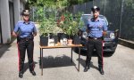 Verbania
Trovata coltivazione casalinga di Marijuana
