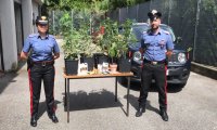 Verbania
Trovata coltivazione casalinga di Marijuana