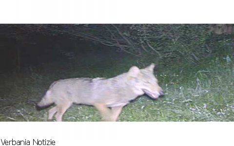 Stresa
Lupo avvistato sul Mottarone - VIDEO