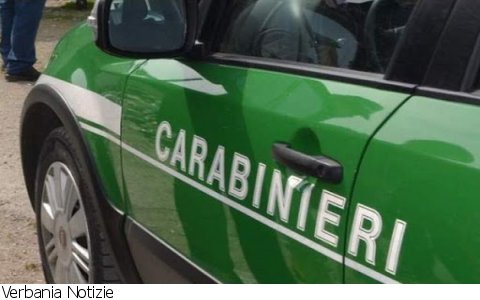 Intragna
Sequestro cani maltrattati