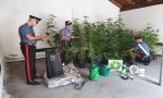Bannio Anzino
Serra di marijuana: un arresto