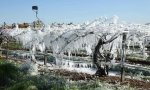 Fuori Provincia
Gelata fuori stagione chiesto stato di calamità