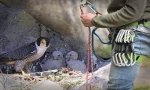 Premosello
Divieto di arrampicata tra Genestredo e Colloro