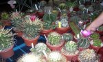 Viganella
Mostra “Cactus Folies” 12° edizione