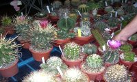 Viganella
Mostra “Cactus Folies” 12° edizione