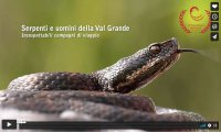 Verbania
Serpenti e uomini della Val Grande - Video