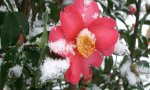 Verbania
XVI Mostra della Camelia Invernale