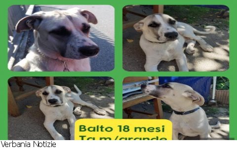 Verbania
ScodinzolaFelice: diamo una zampa a Balto