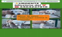 Verbania
ScodinzolaFelice: diamo una zampa a Nino