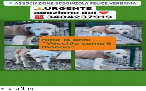 Verbania
ScodinzolaFelice: diamo una zampa a Nino