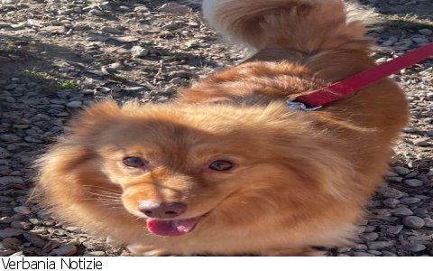 Verbania
ScodinzolaFelice: diamo una zampa a Leo