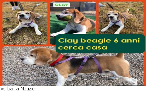 Verbania
ScodinzolaFelice: diamo una zampa a Clay