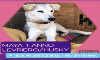 Verbania
ScodinzolaFelice: diamo una zampa a Maya