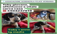 Verbania
ScodinzolaFelice: diamo una zampa a Toby