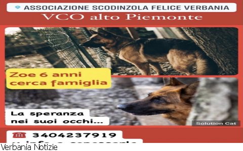 Verbania
ScodinzolaFelice: diamo una zampa a Zoe