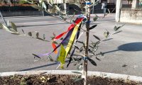 Verbania
Un ulivo per la Pace in via XXIV Maggio